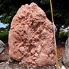 帝王石、紅色貝殼化石